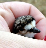 Killdeer Birds