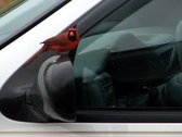 Red Bird on my van