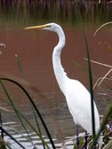 White Crane