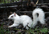 White Squirrel for Christmas 2010