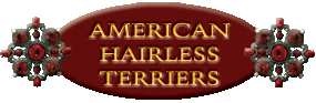 American Hairless Terriers in TN