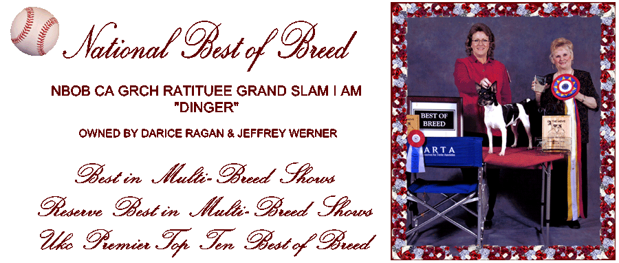 Rat Terrier National Best of Breed