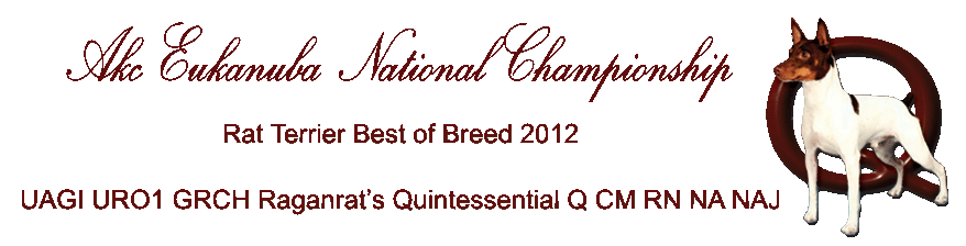 Eukanuba Championship Rat Terrier Best of Breed