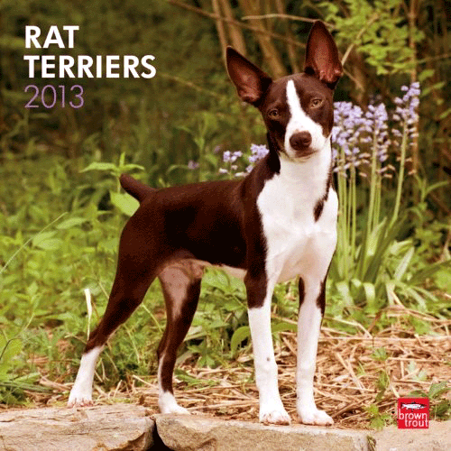 Rat Terrier Calendar