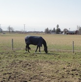 Enlarge photo 184