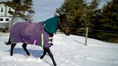 Enlarge photo 52
