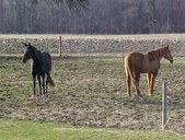 Enlarge photo 82