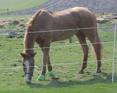 Enlarge photo 141
