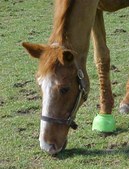 Enlarge photo 138