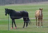 Enlarge photo 146