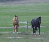Enlarge photo 154