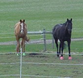 Enlarge photo 155