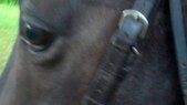 Enlarge photo 96