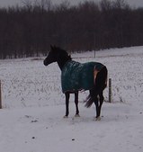 Enlarge photo 121