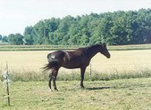 Enlarge photo 137