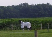 Enlarge photo 33