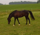 Enlarge photo 268