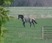 Enlarge photo 127