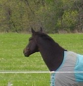 Enlarge photo 250