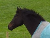Enlarge photo 262