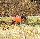 Enlarge photo 299