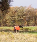 Enlarge photo 298