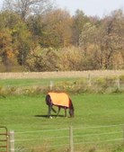 Enlarge photo 297