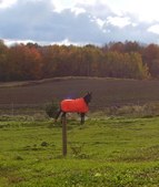 Enlarge photo 301