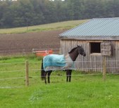 Enlarge photo 275