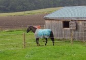 Enlarge photo 276