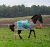 Enlarge photo 277