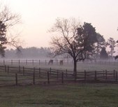 Enlarge photo 383