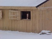 Enlarge photo 82