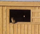 Enlarge photo 163