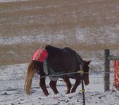 Enlarge photo 171