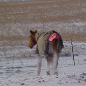 Enlarge photo 172