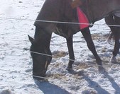 Enlarge photo 173