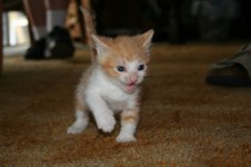 Enlarge photo 7