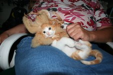 Enlarge photo 15