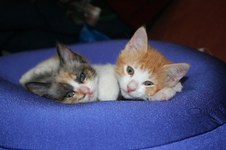 Enlarge photo 12