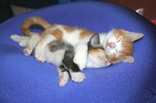 Enlarge photo 13