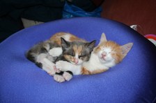 Enlarge photo 14