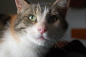 Margie and Elvis Expected Litter