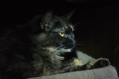 Macy