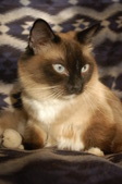 Thinking of Purchasing a NV Rain Kitten?