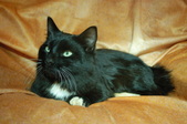 Manxkin Tom- Elvis