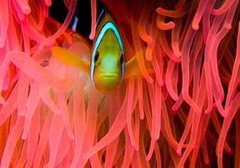 Best Diving Pictures