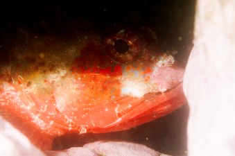 Enlarge photo 20