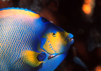 Best Diving Pictures