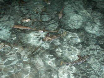 Enlarge photo 35